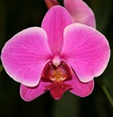 Orchid Itinerary visiting kauai, honolulu,The big island and maui